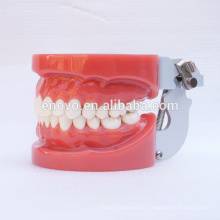 Standard Dental Teeth Models with 28pcs Removable Teeth Fixed by Wax 13001